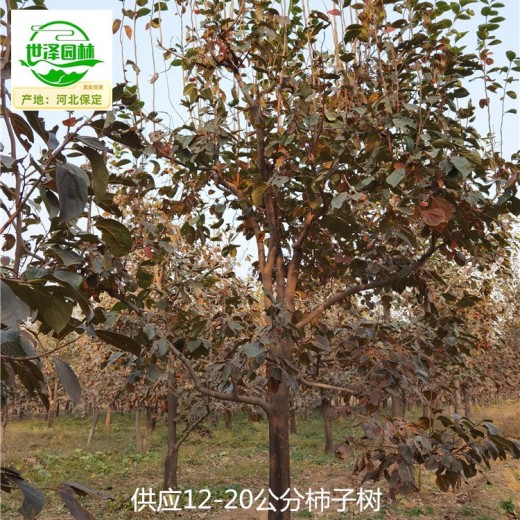 涪陵柿子樹,磨盤柿子樹