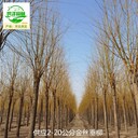 6公分金絲垂柳苗木價格,黃垂柳