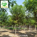 重慶彭水紅花刺槐基地價(jià)格,紅花槐樹(shù)