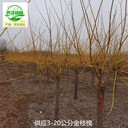重慶巫溪金枝槐產地,黃金槐