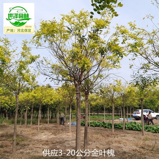 新疆吐魯番金葉槐,國槐樹(shù)