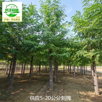 10公分刺槐信息價(jià),白花洋槐