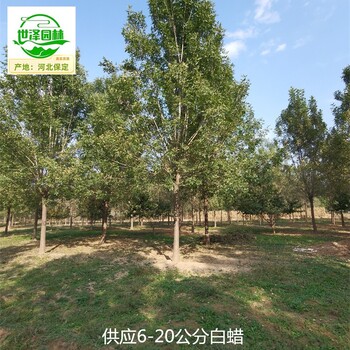 25公分白蠟信息價(jià),桿直帽圓