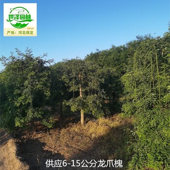 金山龍爪槐苗木出售