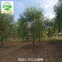 陜西漢中垂柳基地批發(fā),垂楊柳