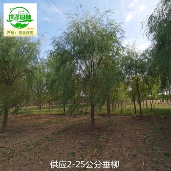 18公分垂柳基地批發(fā),垂楊柳