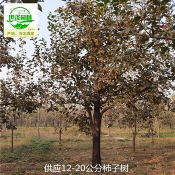 22公分柿子樹基地供應(yīng),磨盤柿子樹