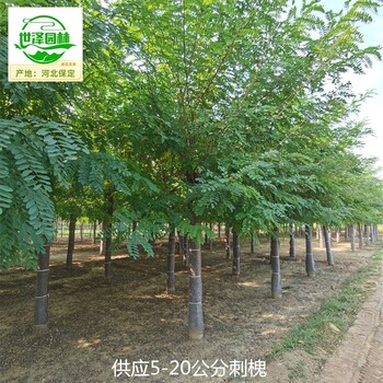 重慶豐都刺槐,白花刺槐
