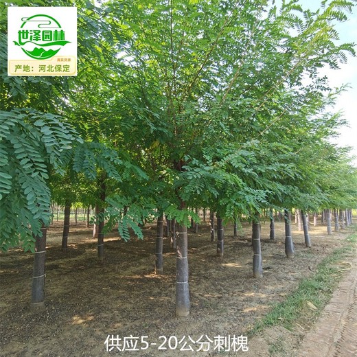 貴州銅仁刺槐,白花洋槐