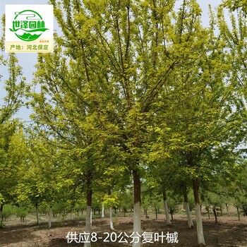 阿里復(fù)葉槭苗圃價格