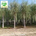 重慶綦江22公分柳樹(shù)批發(fā)