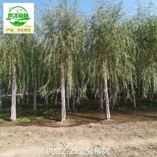 陜西西安柳樹苗圃基地