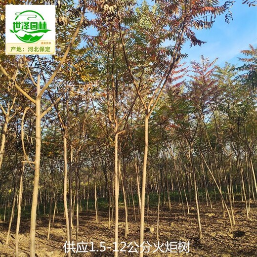 12公分火炬樹苗圃,鹽膚木