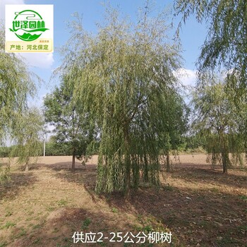 13公分柳樹(shù)市場(chǎng)售價(jià)