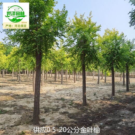 甘肅臨夏金葉榆,黃葉榆樹(shù)