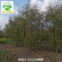湖北恩施柳樹,垂柳