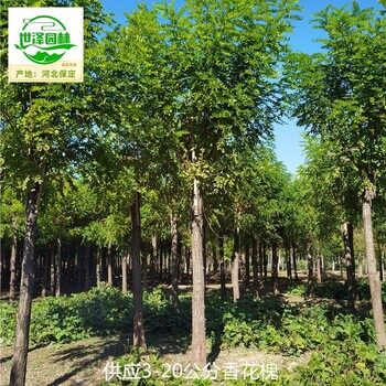 重慶潼南香花槐基地批發(fā),紫花槐