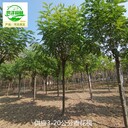 廣東陽(yáng)江香花槐苗木,紅花槐