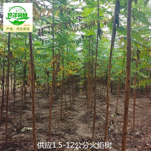 甘肅蘭州火炬樹,平頭火炬樹