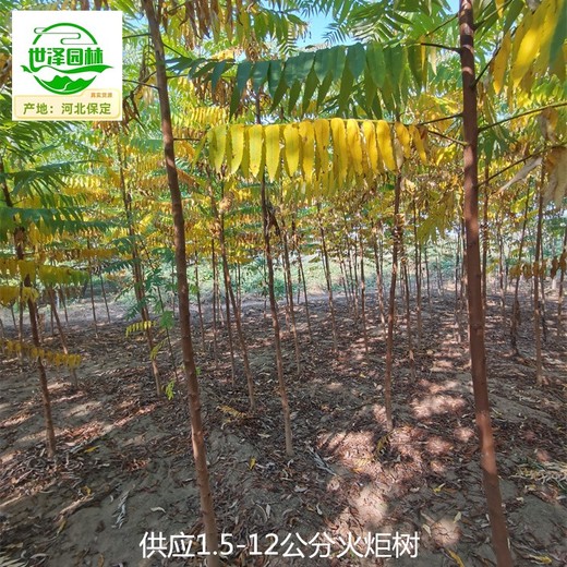 7公分火炬樹(shù)基地報價(jià),高存活率
