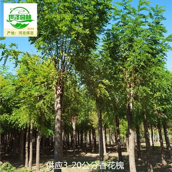 13公分香花槐苗圃批發(fā)