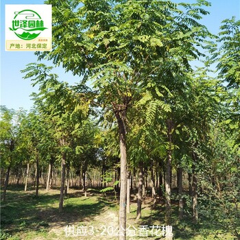 13公分香花槐產(chǎn)地價(jià)格,紅花刺槐樹(shù)