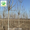 2公分千頭椿信息價(jià),臭椿樹(shù)