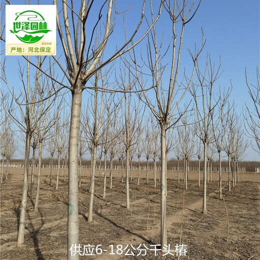 新疆博爾塔拉千頭椿苗圃供應(yīng)