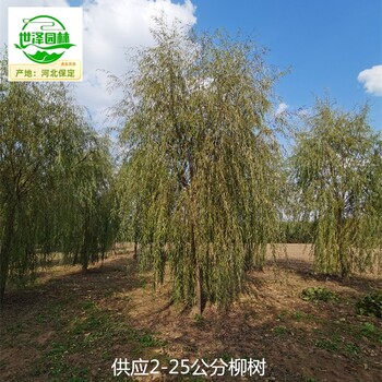 17公分柳樹(shù)苗木供應,青皮垂柳