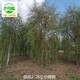 麗江柳樹圖