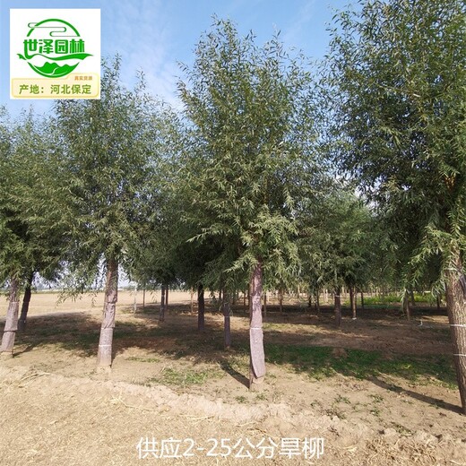 內(nèi)蒙古包頭旱柳苗圃