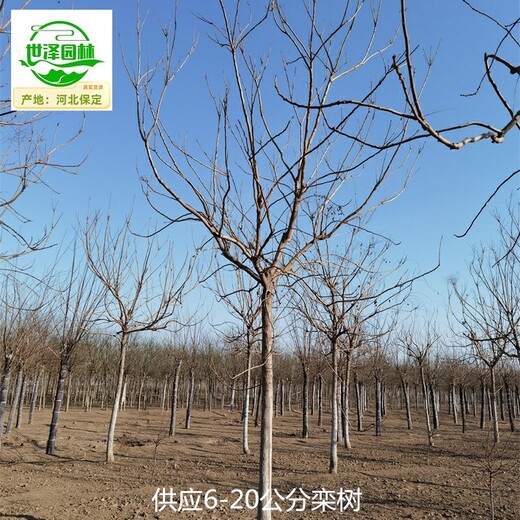 陜西漢中欒樹(shù)批發(fā),北欒