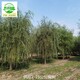 銅陵柳樹圖
