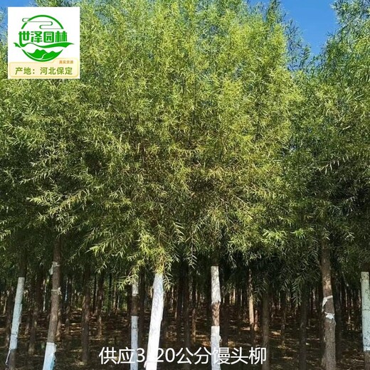 8公分饅頭柳批發(fā)商,景觀價值高