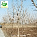 陜西咸陽(yáng)欒樹(shù)產(chǎn)地批發(fā)