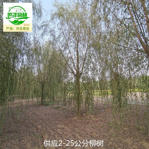 3公分柳树苗圃出售,垂柳