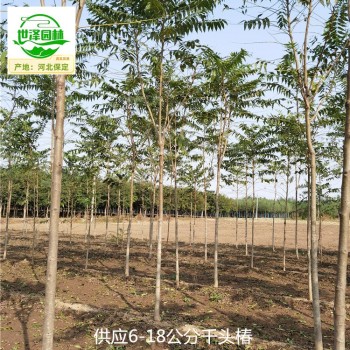 10公分千頭椿廠家出售