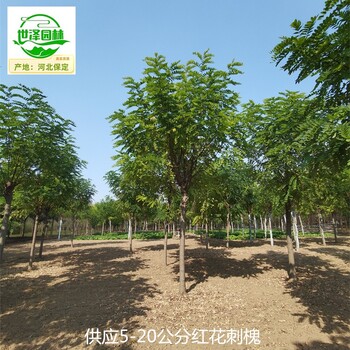 17公分紅花刺槐樹(shù)批發(fā),紅花洋槐