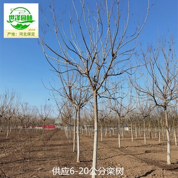 13公分欒樹苗圃基地,北方欒樹