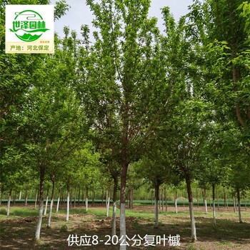 湖北恩施復(fù)葉槭,綠葉復(fù)葉槭
