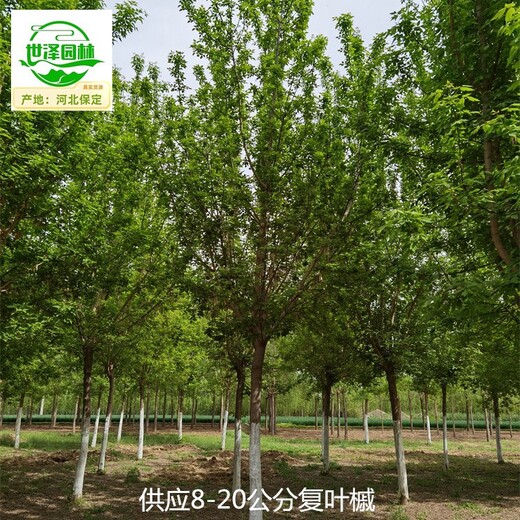 貴州黔東南復(fù)葉槭基地出售