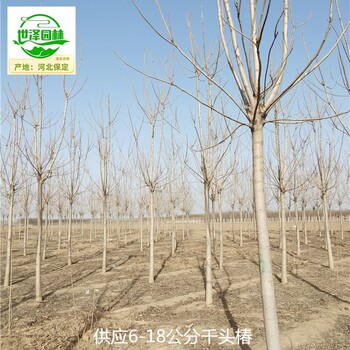 10公分千頭椿廠家價格,臭椿樹