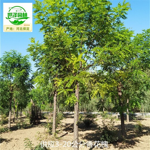 9公分香花槐苗圃價格,紅花槐紫花槐