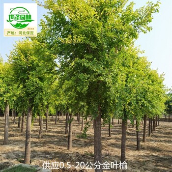 8公分金葉榆苗木供應(yīng)