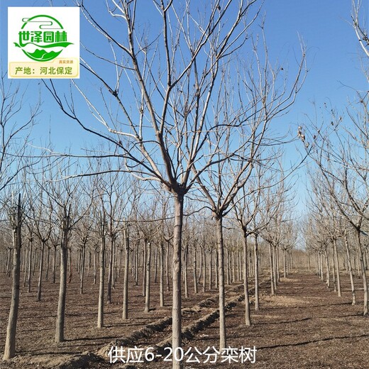 寧夏石嘴山欒樹(shù),北欒