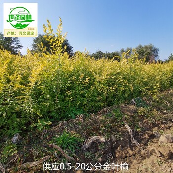 新疆巴音郭楞金葉榆樹苗批發(fā)