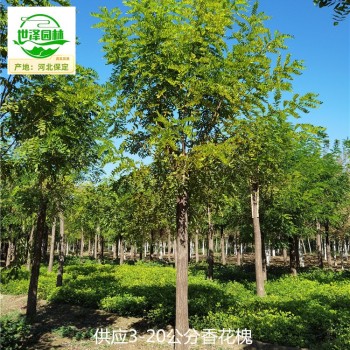 8公分香花槐苗圃報(bào)價(jià)