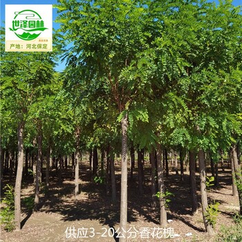 北京門(mén)頭溝香花槐苗木基地