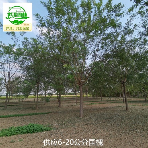 14公分國槐供應(yīng)商