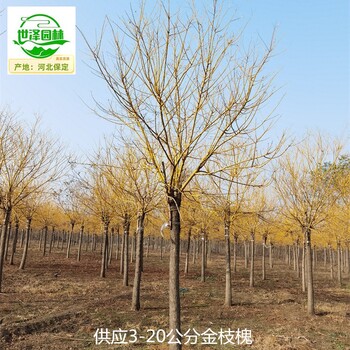 15公分金枝槐樹報價,黃金槐